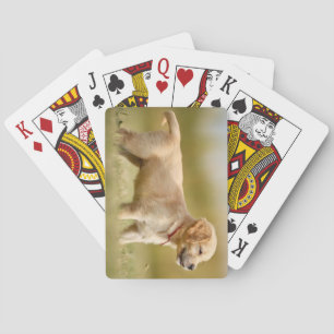 Golden Retriever Puppy Playing Cards