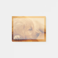 Golden Retriever Puppy