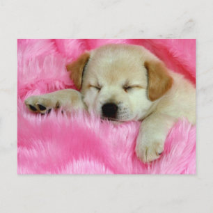 Golden Retriever Puppy Postcard
