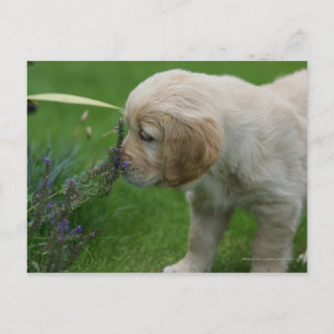 Golden Retriever Puppy Postcard