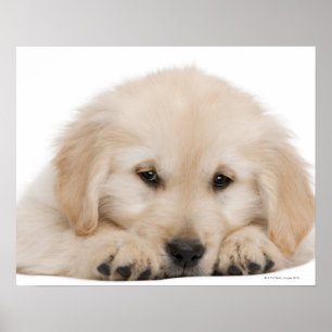 Golden retriever puppy poster