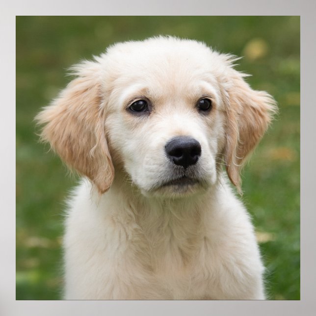 Golden retriever puppy poster (Front)
