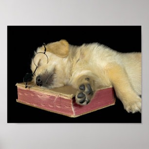 golden retriever puppy sleeping on book poster