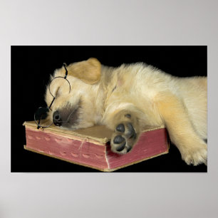 golden retriever puppy sleeping on book poster