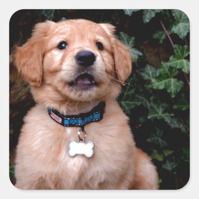 Golden Retriever Puppy Square Sticker (Front)