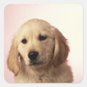 Golden retriever puppy square sticker