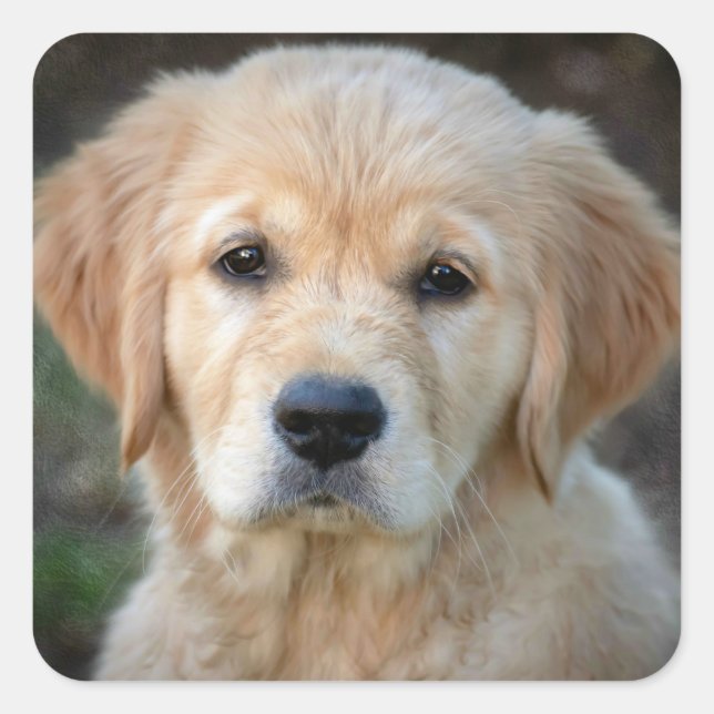 Golden Retriever Puppy Square Sticker (Front)