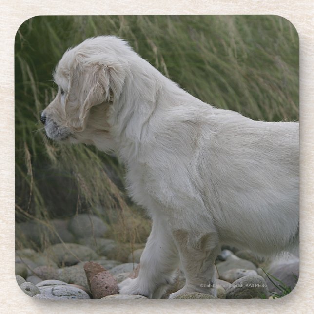 Golden Retriever Puppy Standing Coaster (Front)