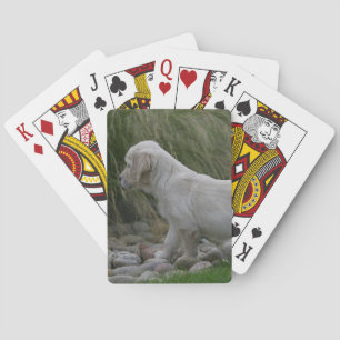 Golden Retriever Puppy Standing Playing Cards