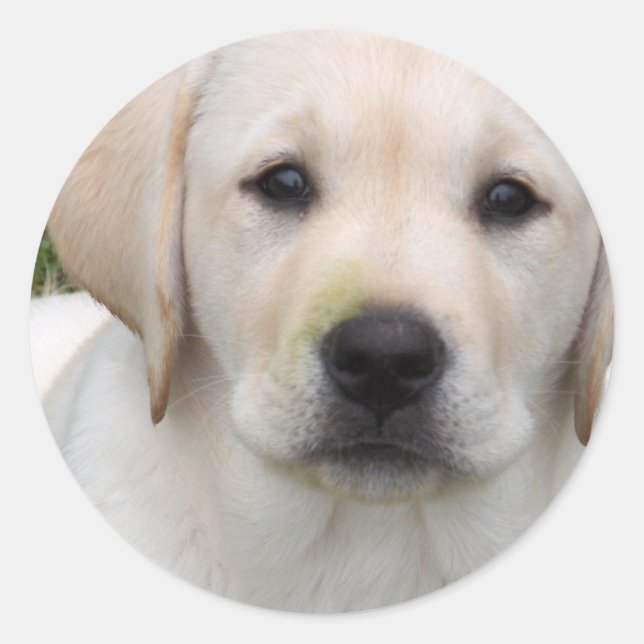 Golden Retriever Puppy Sticker (Front)