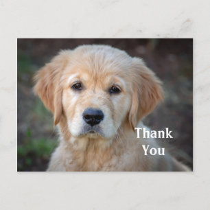 Golden Retriever Puppy Thank You Postcard
