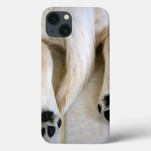 Golden Retriever Puppy Toes iPhone 13 Case