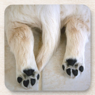 Golden Retriever Puppy Toes Coaster