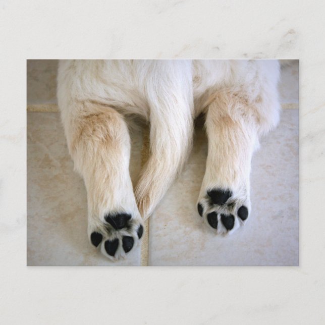 Golden Retriever Puppy Toes Postcard (Front)