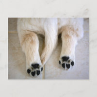 Golden Retriever Puppy Toes