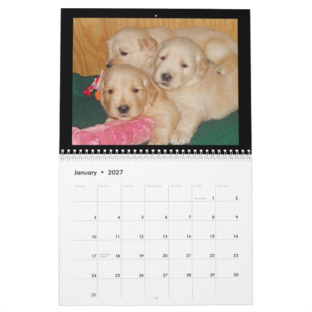 Golden Retriever Puppy Wall Calendar (Jan 2027)