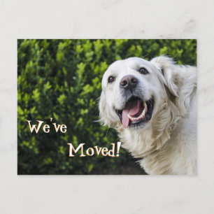 Golden Retriever puppy We've Moved New Address Announcement Postcard