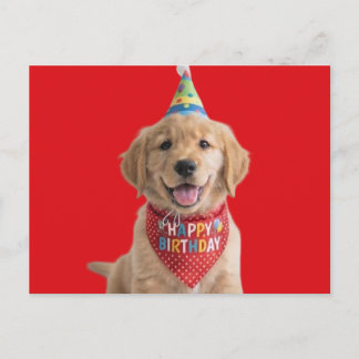 Golden retriever puppy wishing happy birthday postcard