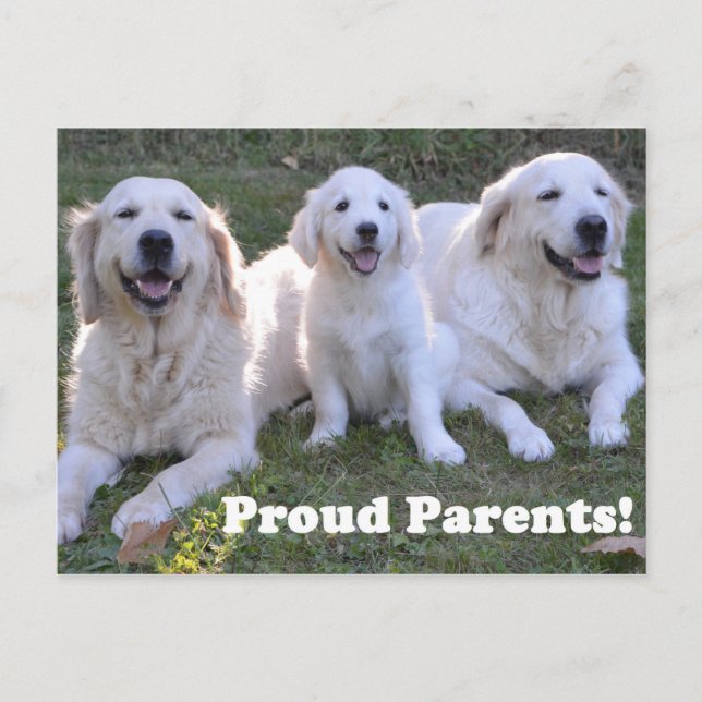 Golden Retriever Puppy with Proud Parents Postcard (Front)