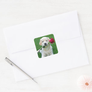 Golden Retriever Puppy with Red Rose Square Sticker