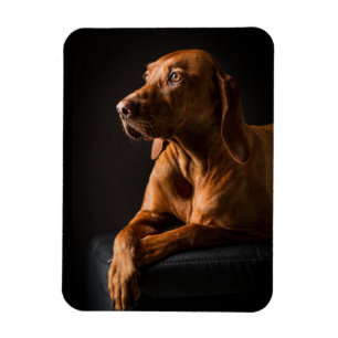 Golden Retriever Purebred Portrait Magnet