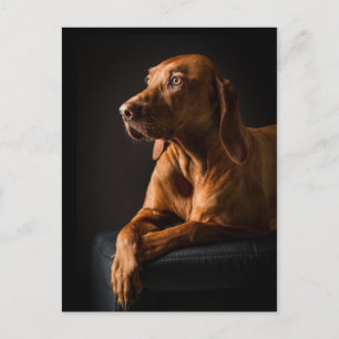 Golden Retriever Purebred Portrait Postcard