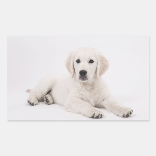 Golden Retriever Rectangular Sticker (Front)