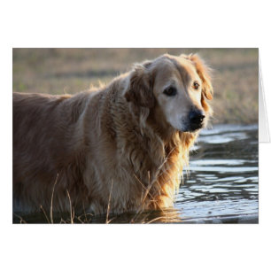 Golden Retriever (Rowdy) standing in water