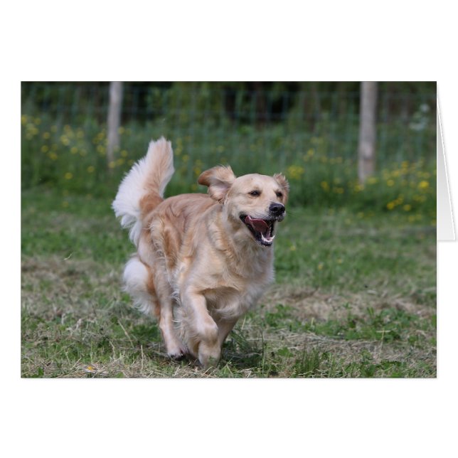 Golden Retriever Running 1 (Front Horizontal)