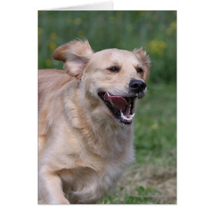 Golden Retriever Running 1
