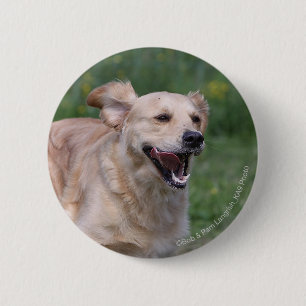 Golden Retriever Running 1 6 Cm Round Badge