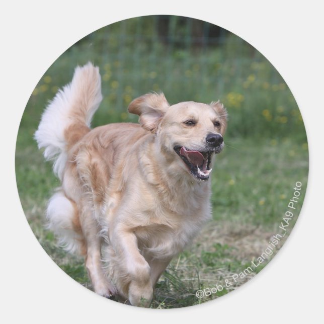 Golden Retriever Running 1 Classic Round Sticker (Front)