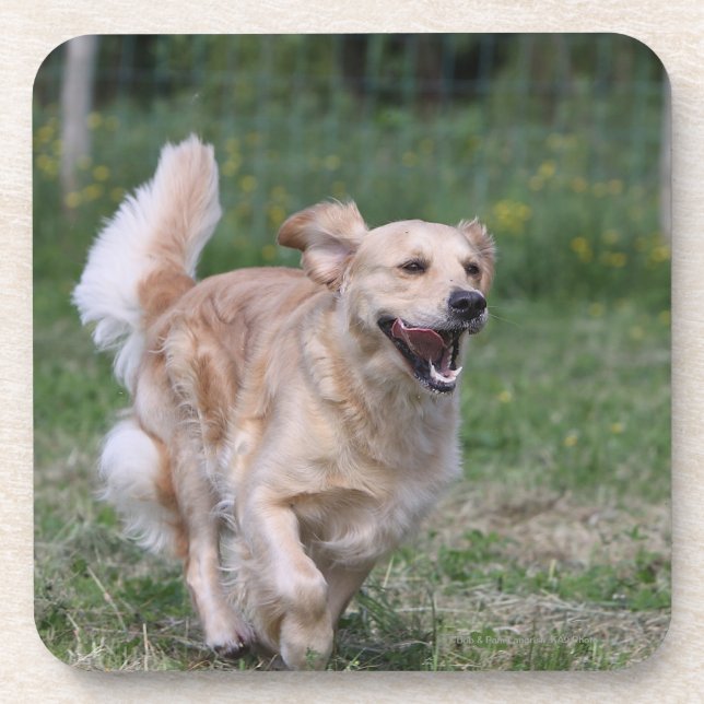 Golden Retriever Running 1 Coaster (Front)