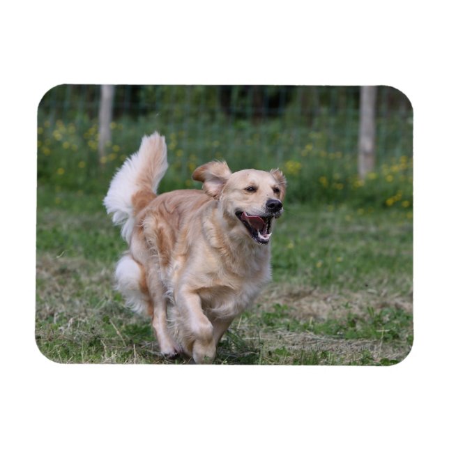 Golden Retriever Running 1 Magnet (Horizontal)