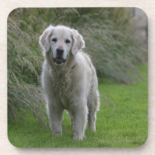 Golden Retriever Running 2 Coaster (Front)
