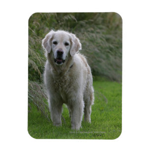 Golden Retriever Running 2 Magnet