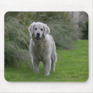 Golden Retriever Running 2 Mouse Pad