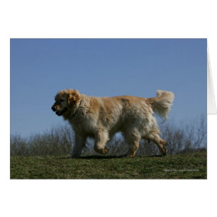 Golden Retriever Running 3