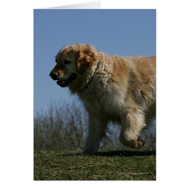 Golden Retriever Running 3 (Front)