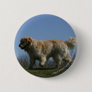 Golden Retriever Running 3 6 Cm Round Badge