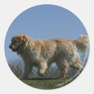 Golden Retriever Running 3 Classic Round Sticker