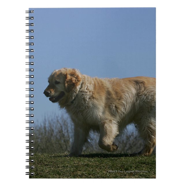 Golden Retriever Running 3 Notebook (Front)