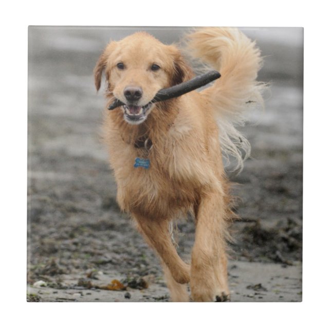 Golden Retriever Running With  Stick In Mouth Ceramic Tile (Front)
