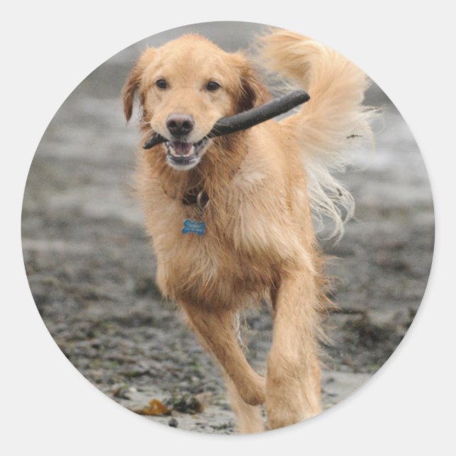 Golden Retriever Running With  Stick In Mouth Classic Round Sticker (Front)