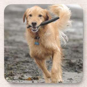 Golden Retriever Running With Stick In Mouth Coaster