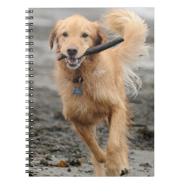Golden Retriever Running With  Stick In Mouth Notebook (Front)