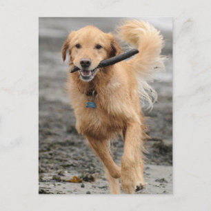 Golden Retriever Running With  Stick In Mouth Postcard