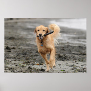 Golden Retriever Running With  Stick In Mouth Poster