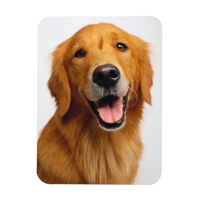 Golden Retriever Smile Magnet (Vertical)