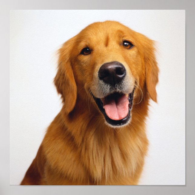 Golden Retriever Smile Poster (Front)
